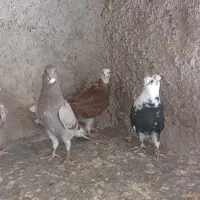 جوجه کبوتر