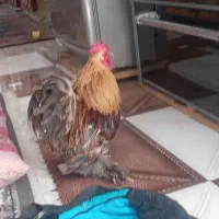 خروس پامر خوشکل خانگی.