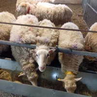 دامپزشک سیار