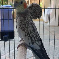 عروس هلندی ماده