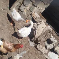 قوغاز|حیوانات مزرعه|نوشین شهر, |دیوار