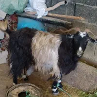 بز چاق کشتاری