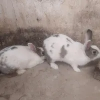 2 عدد خرگوش بالغ.اماده.برایبچه.۲تا300
