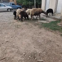 فروشی گوسفند بره دار بره نر جنس دار درجه یک