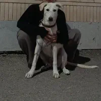 سگ نژاد تازی مخصوص باغ