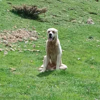 سگ خراسانی