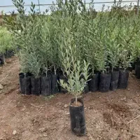 فندق|گل و گیاه طبیعی|پارس‌آباد, |دیوار