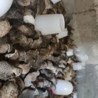 بلدرچین جوان