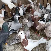 کبوتر پرشی