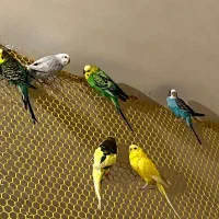 مرغ عشق