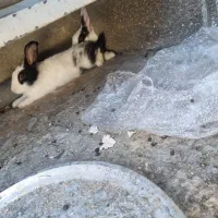 خرگوش