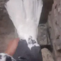 کبوتر زاغ دمسفید وپشتی گراف