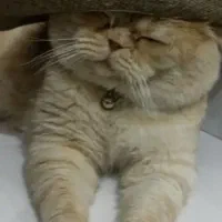 پیشی گمشده