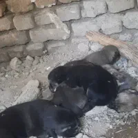 پژدر