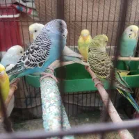 مرغ عشق|پرنده|کرج, گلشهر|دیوار
