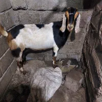 ۲عددگوسفند ماده
