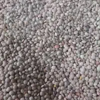 عدس همدان امساله تازه