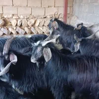 نربز یا صابرین درجه یک بز میش بره