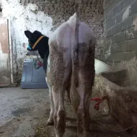 گوساله نر امریکای بالاترین جنس
