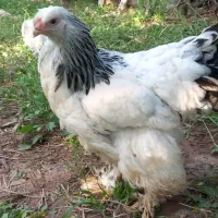 مرغ برهما تخم گذار