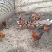 خروس گلین