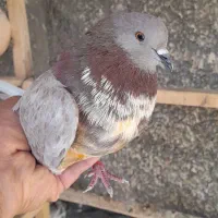 کفتروکبوتر