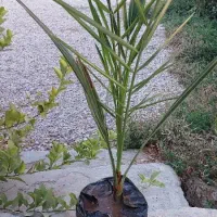 باغ 500متری