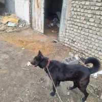 سگ اشپیتز بومی