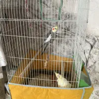 یه جفت عروس هلندی دستی