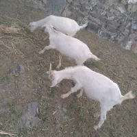 بزسانن