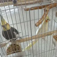 عروس هلندی نر و ماده / مولد