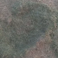 علف گزره کوهستانی خوب