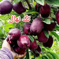 نهال گلابی بیروتی