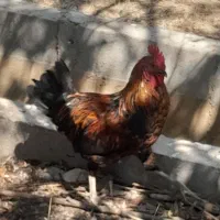 مرغ و خروس