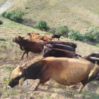 گاو نر