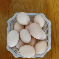تخم مرغ محلی