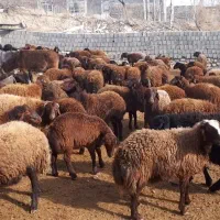 فروش گوسفند  داشتی و گوشتی زیر قیمت بازار