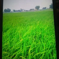 بذر شالی ندا