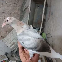 کفتر زیبا