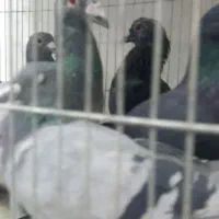 تعدادی نر خطری زرند