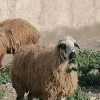 میش ماده