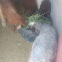 گوسفند زنده