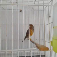 سهره و سهره قناری
