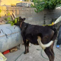 گوساله ماده