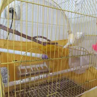 قناری رسمی معمولی 5تخم جوجه بزرگ کن