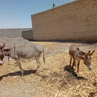 اولاغ باکوره گلگی|حیوانات مزرعه|مشهد, ایثارگران|دیوار