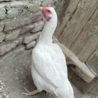 مرغ سالم سلامت نسل دار
