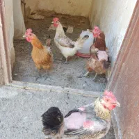 مرغ تخمگذار