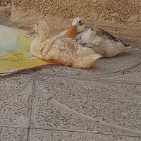غاز