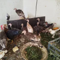 بوقلمون وکبوتر